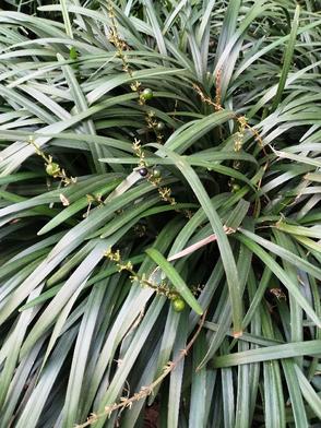 �ĺ�Ժ֮������Ϊ�δ���