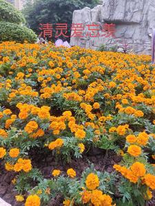 ���鰮����